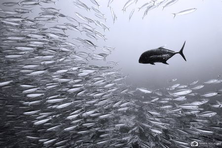 Black jack fishing for lunch by Nadya Kulagina 