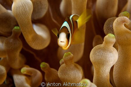 Sipadan, Clown fish, anemone, nemo by Anton Akhmatov 
