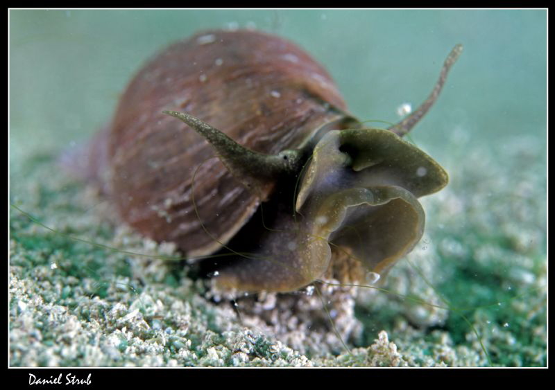 radix auriculata :-D by Daniel Strub 