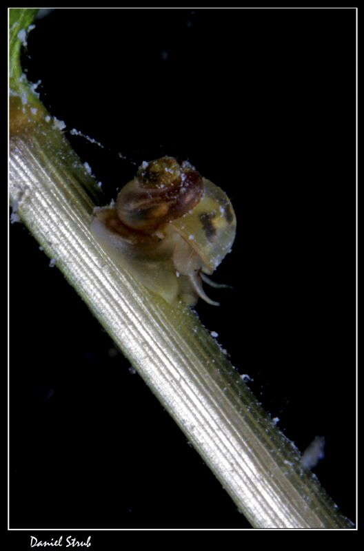 Valvata piscinalis :-D by Daniel Strub 