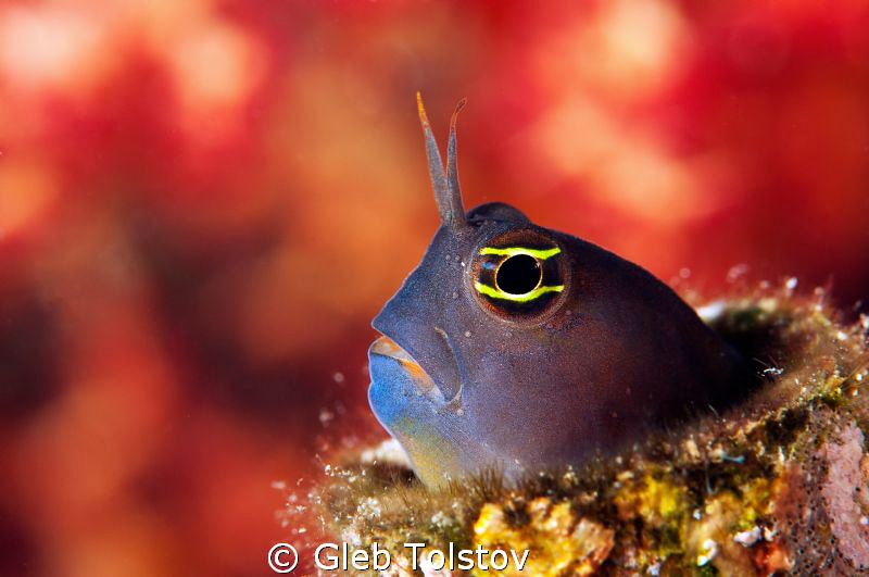 Blenny by Gleb Tolstov 