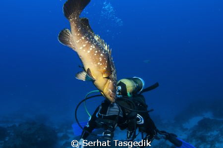 ! by Serhat Tasgedik 