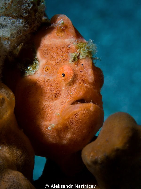 Frog fish by Aleksandr Marinicev 