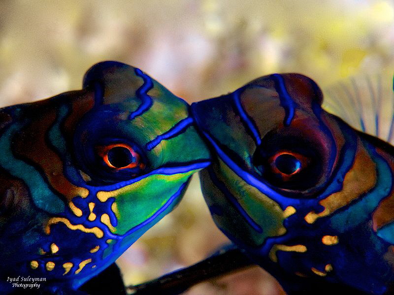 Mandarinfishe... by Iyad Suleyman 