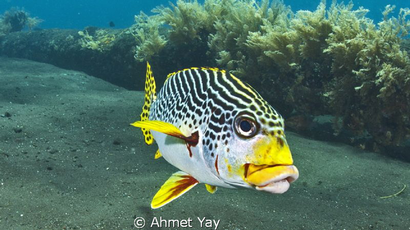 Sweetlips... by Ahmet Yay 
