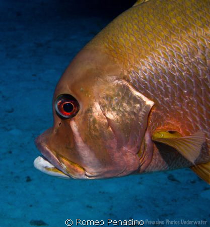 Shorty snapper 
Picture taken in South Sound, Grand Caym... by Romeo Penacino 