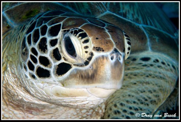 turtle portrait by Dray Van Beeck 