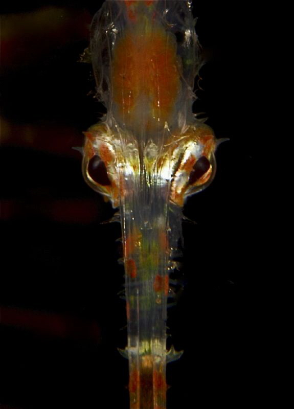 Ghostpipefisheyes by Doris Vierkötter 