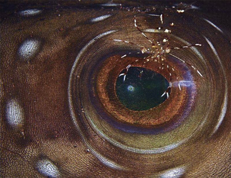 I can not see by Doris Vierkötter 