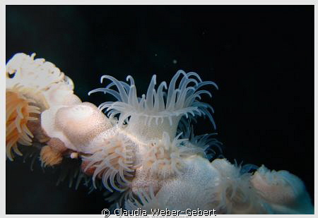 white anemone by Claudia Weber-Gebert 
