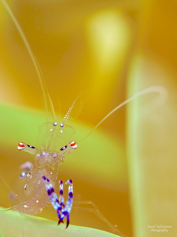 Commensal shrimp by Iyad Suleyman 