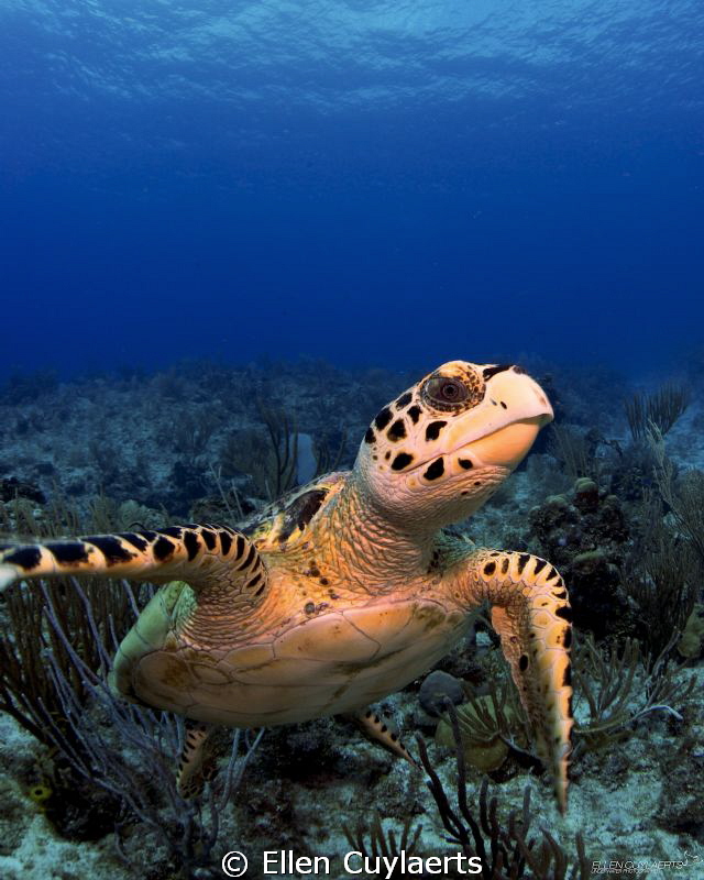 'I love you too'

This hawskbill turtle seemed to love ... by Ellen Cuylaerts 