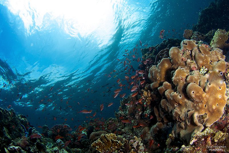 Marine Life by Iyad Suleyman 