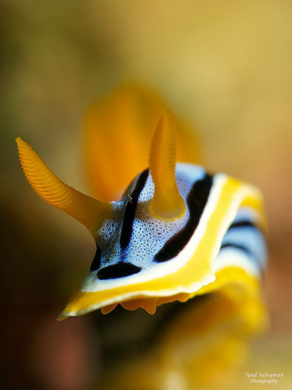 Chromodoris annae by Iyad Suleyman 