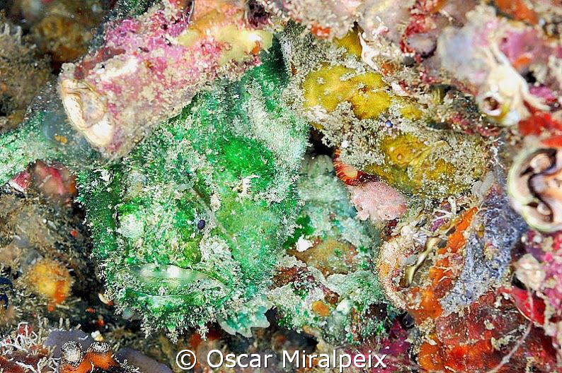 FROGFISH CAMOUFLAGE
3 together, can you see them?
(gree... by Oscar Miralpeix 