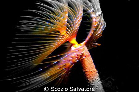 anellide polichete by Scozio Salvatore 