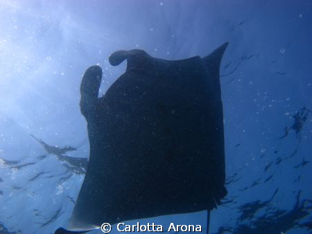 Manta Ray by Carlotta Arona 