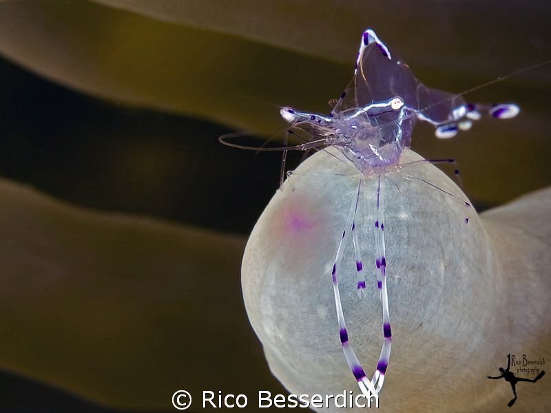 Just a simple macro shot ;-) by Rico Besserdich 