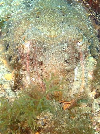 camouflage
canon a75 + wp-dc3 by Alain Reus 