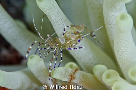 I took the photo in Cozumel (Mexico). by Wilfred Hdez 