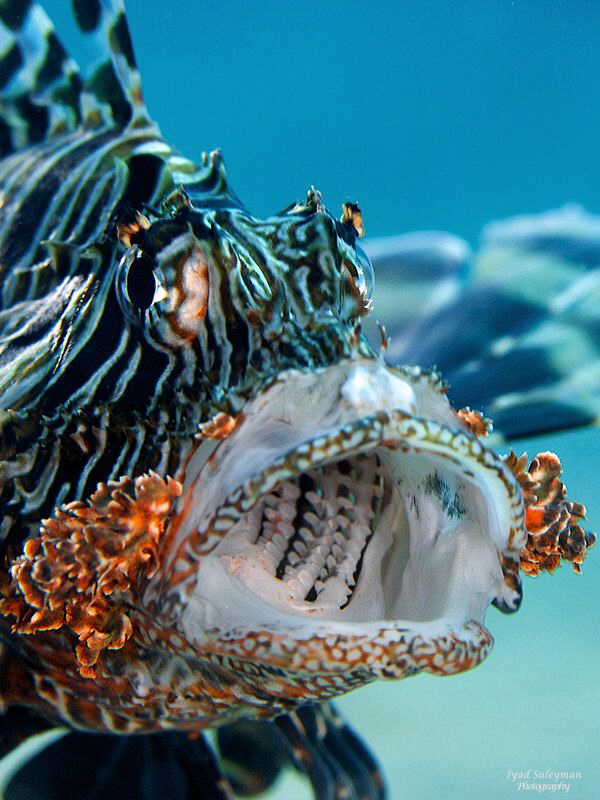 Lionfish by Iyad Suleyman 