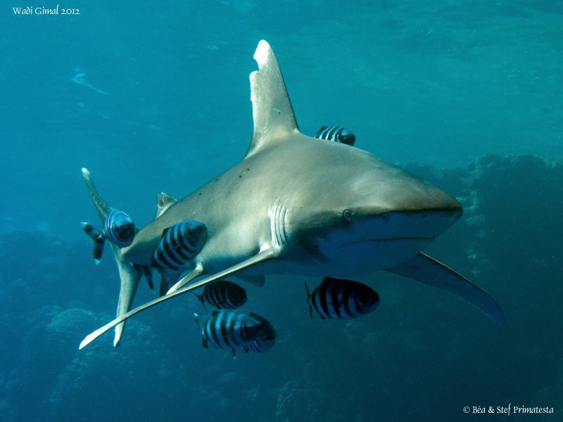 Longimanus shark. by Stéphane Primatesta 
