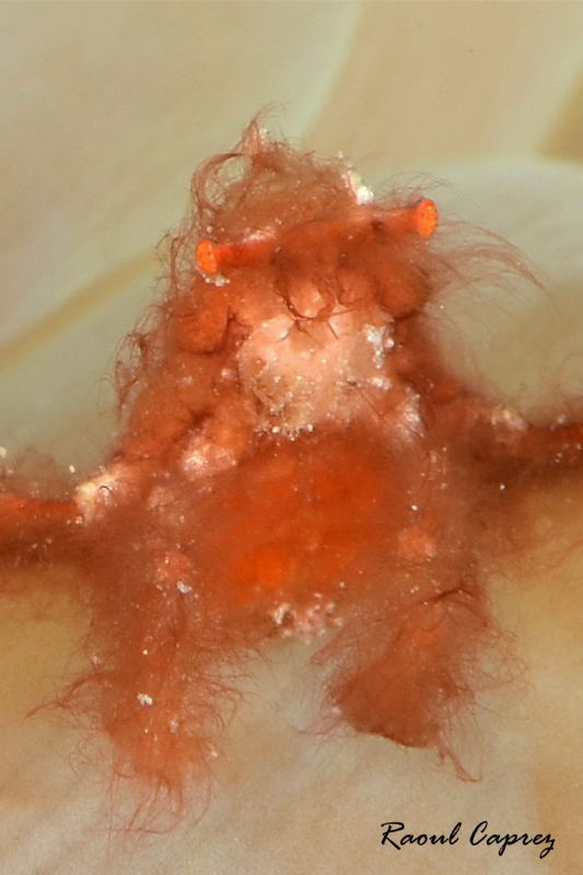 I lost my razor
(orang utan crabe) by Raoul Caprez 