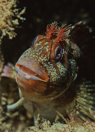 Tompot blenny.
Trefor Pier,N.Wales.
F50,60mm. by Derek Haslam 