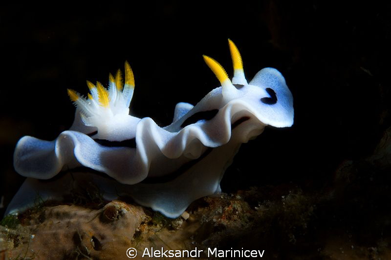 Chromodoris dianne by Aleksandr Marinicev 
