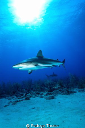 Great dive in the Bahamas, with the amazing company of th... by Rodrigo Thome 