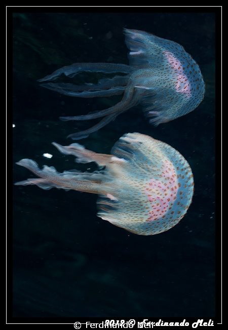 Jelly reflections by Ferdinando Meli 