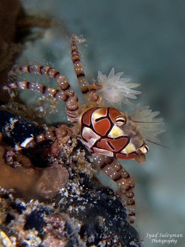 boxer crab by Iyad Suleyman 