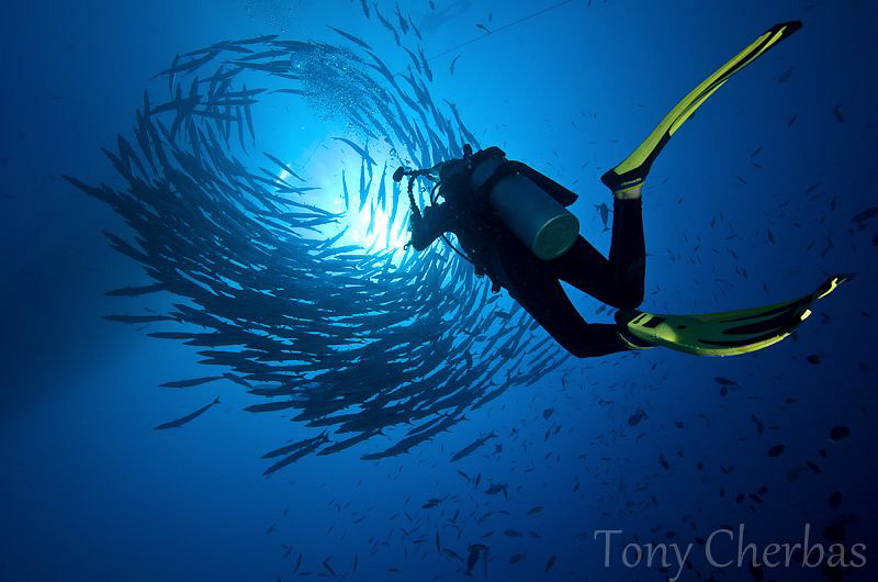 "Into the light" by Tony Cherbas 