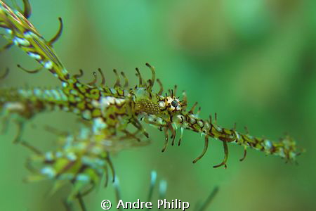 ghostpipefish by Andre Philip 