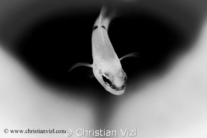 "Out of darkness" by Christian Vizl 