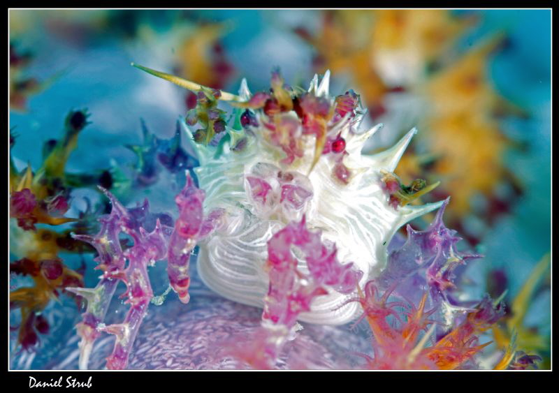 Candy crab :-D by Daniel Strub 
