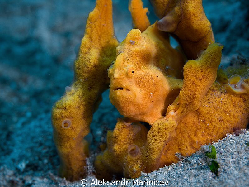 Frog fish by Aleksandr Marinicev 