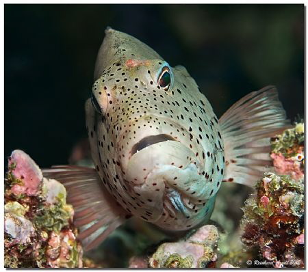 black-sided hawkfish [Paracirrhites forsteri], Helengeli ... by Reinhard Arndt 