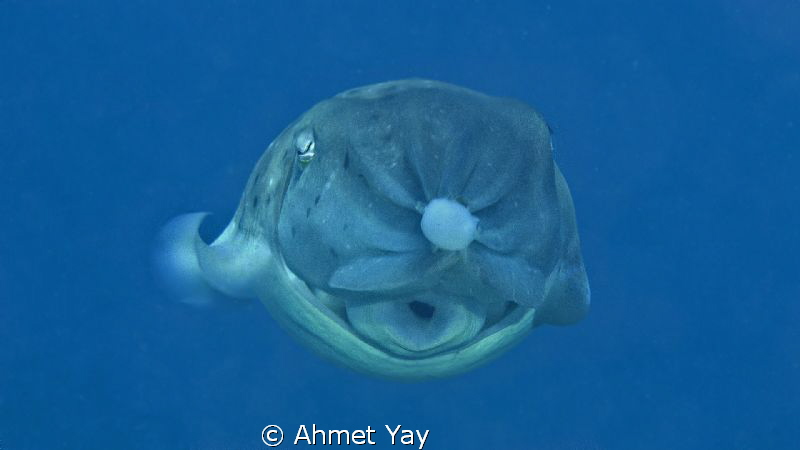 A different point of view. Cuttle fish when carrying its ... by Ahmet Yay 