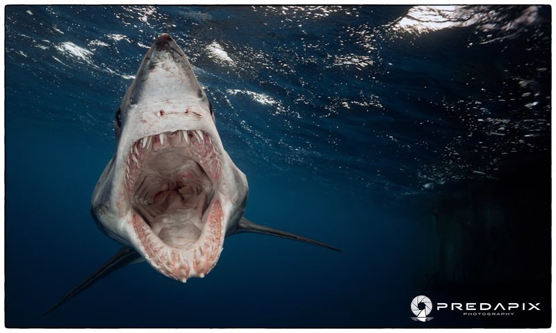 Scream - Paris the Short Fin Mako taken at North Neptune ... by Sam Cahir 