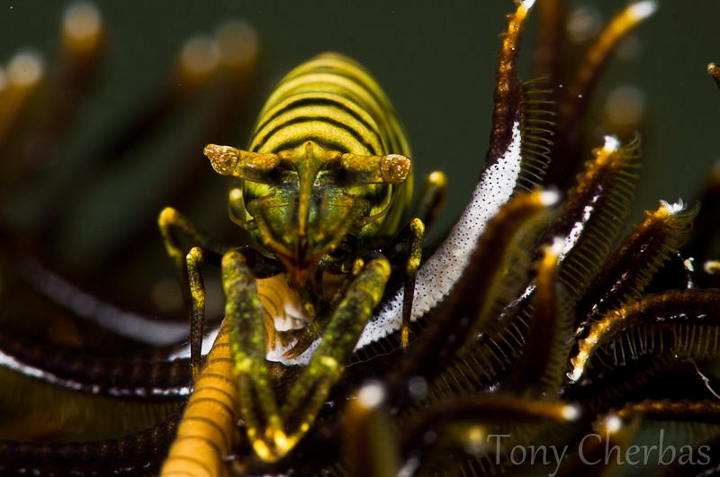 Crinoid Shrimp by Tony Cherbas 