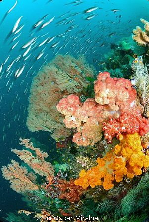 One of my favourites places in Raja Ampat, Friendly Canyo... by Oscar Miralpeix 