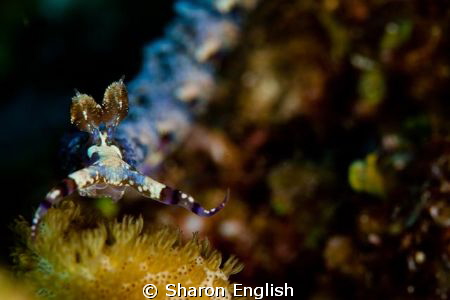 Nudibranch by Sharon English 