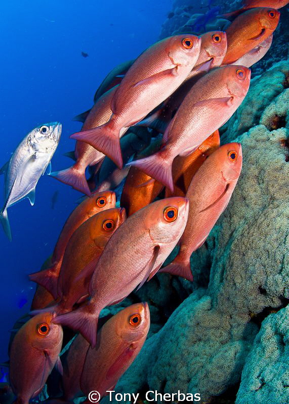 School of Red Pinjalo Snapper by Tony Cherbas 