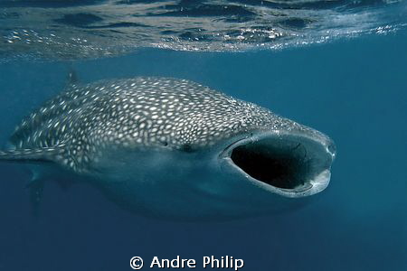 feeding whaleshark by Andre Philip 
