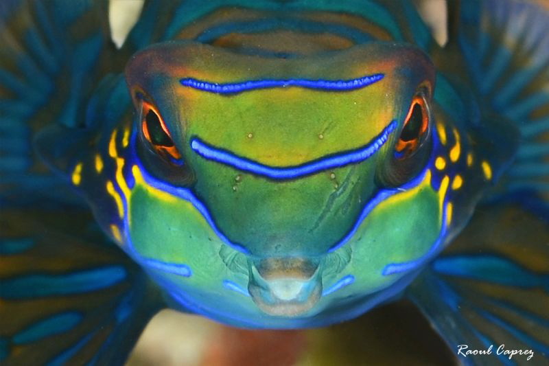 Colourful kiss by Raoul Caprez 