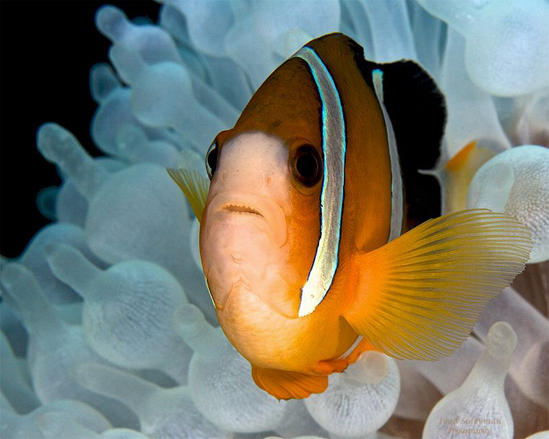 Anemonefish by Iyad Suleyman 