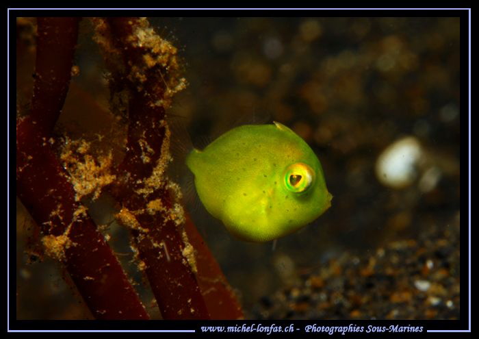 Pigmy Leatherjacket by Michel Lonfat 
