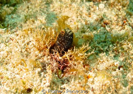 Curious Blenny by Romeo Penacino 