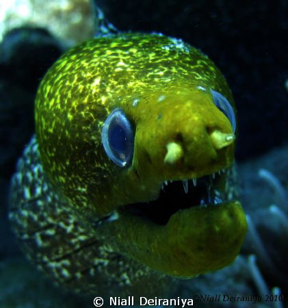 Very close up wide angle shot of a very green faced moray... by Niall Deiraniya 